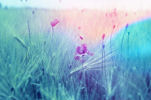 十二星座喜歡什麼花？