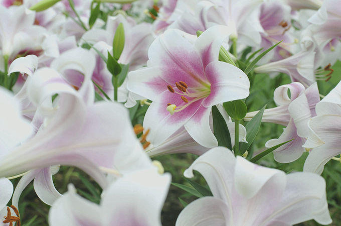 粉色百合花語及其象徵意義?