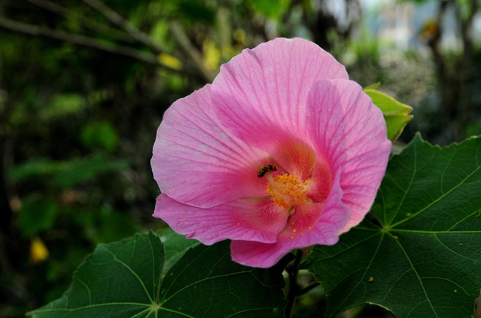 芙蓉花的養殖方法、澆水方法