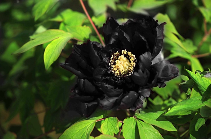 黑牡丹的花語和傳說是什麼？