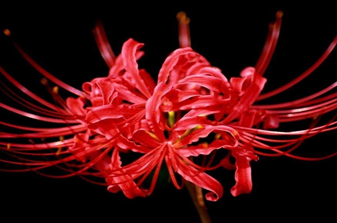 彼岸花的花語是什麼？