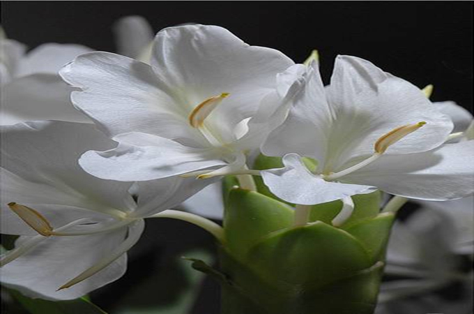 姜花的花語，它有什麼功效呢？