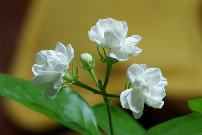 虎頭茉莉的繁殖方式以及日常養護