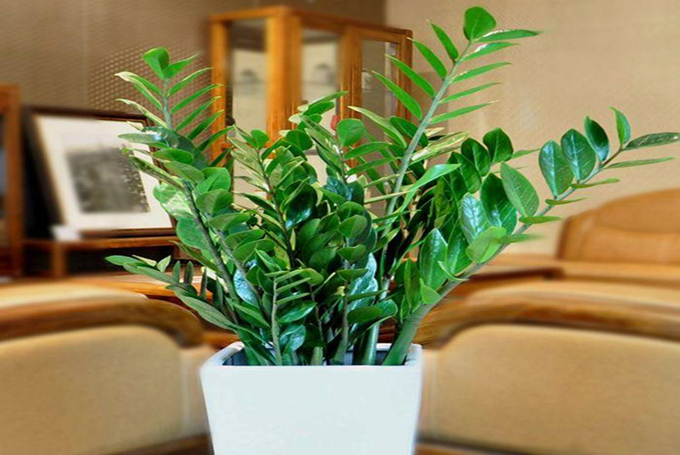 搖錢樹的栽培技術以及養殖方法、病害防治