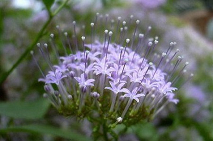 夕霧花的花語是什麼？
