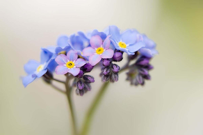 勿忘我的花語：花中情種