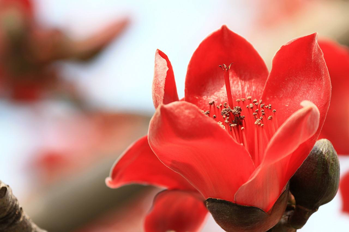木棉花的主要價值以及花語：珍惜