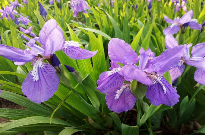 扁竹蘭該如何養護呢,有什麼作用?