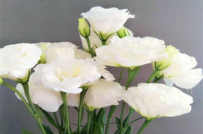 洋桔梗和桔梗的區別是什麼呢？