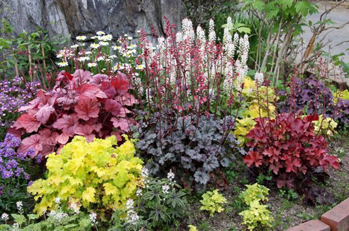 礬根的養殖方法,如何繁殖呢?