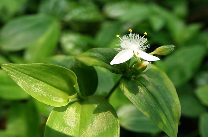 白花紫露草能吃嗎？