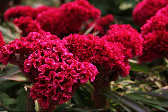 雞冠花|花姿不減，花色不褪