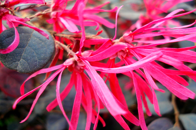 紅花檵木的花語：熱烈、豪放、紅顏如火