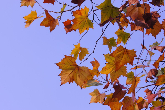 梧桐樹的栽培技術以及作用用途