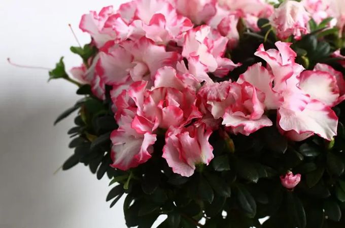 比利時杜鵑的花語及其寓意