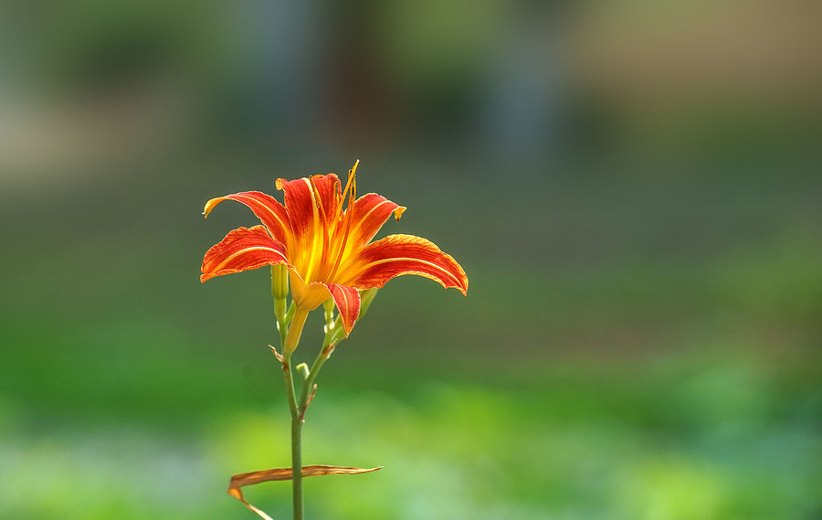 那些花最能代表端午節呢？