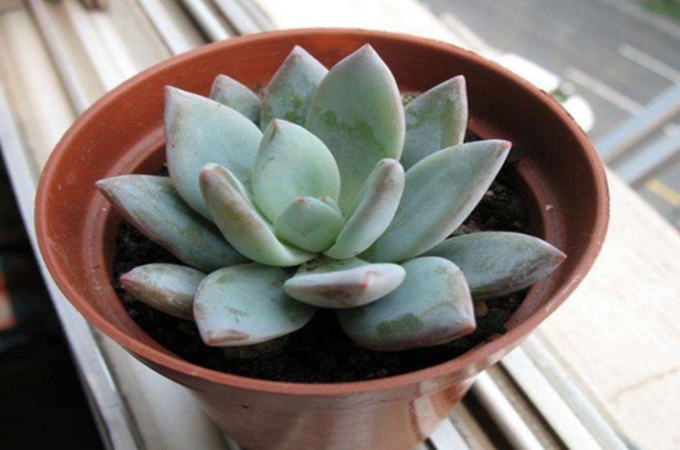 石蓮花的花語是什麼？
