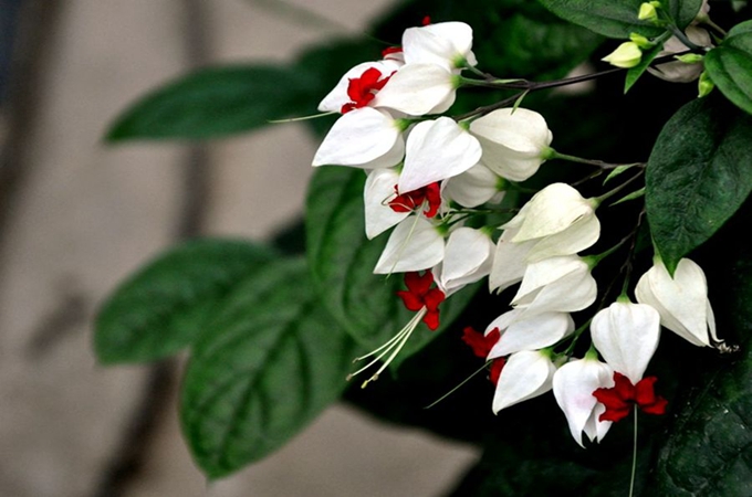 龍吐珠的寓意是什麼?