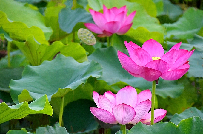 荷花的花語與寓意