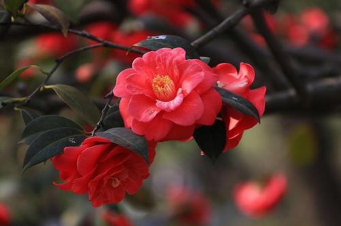 山茶花的花語和寓意