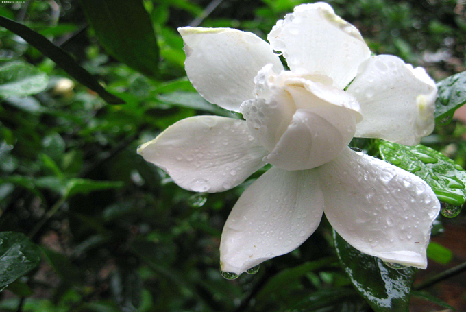梔子花葉子發黃的原因以及處理方法