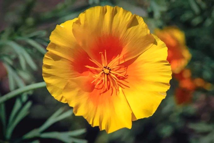 花菱草的栽培技術以及四季日常管理