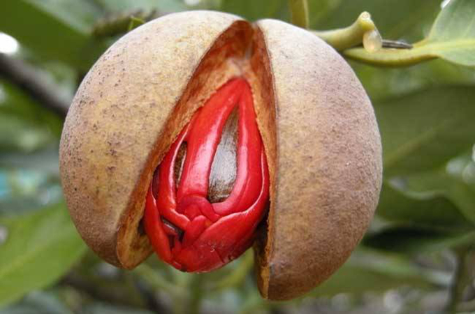 肉豆蔻的栽培技術以及繁殖方式、作用用途