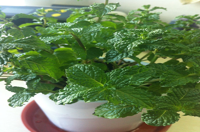 薄荷會開花嗎？