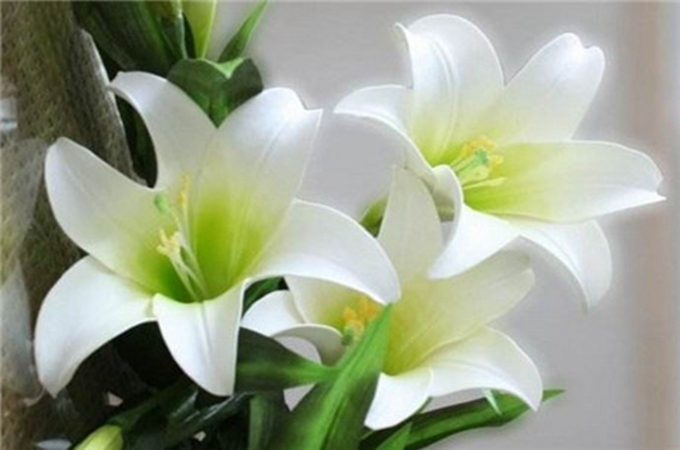 百合花的花語，它有哪些品種呢？