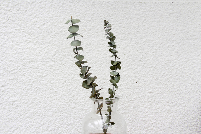尤加利葉怎麼做乾花以及盆栽怎麼養？
