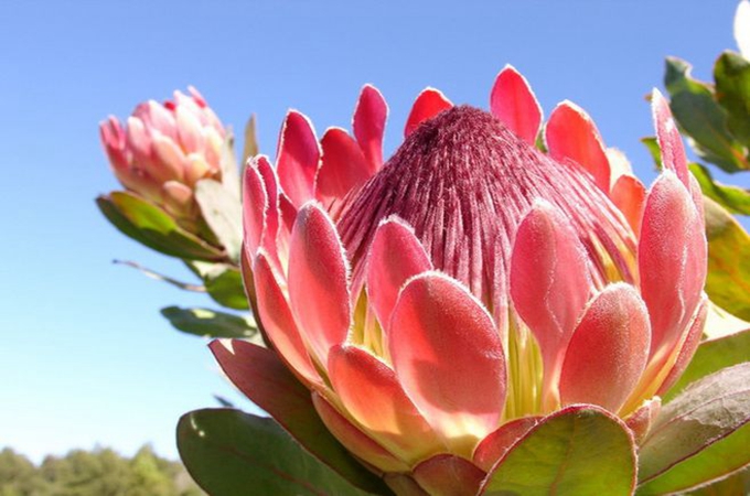 帝王花的花語：富貴吉祥，關於它的傳說你聽過嗎？