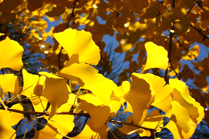 銀杏的養殖方法以及種植技術