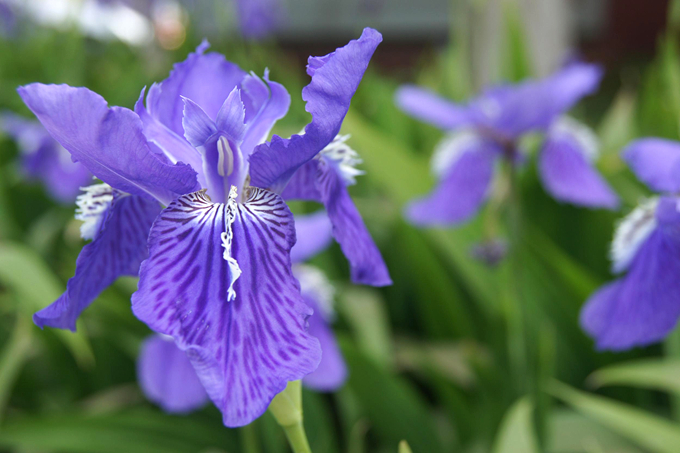 送鳶尾花代表什麼含義?