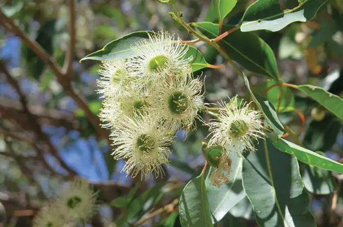 藍桉的花語和寓意有哪些
