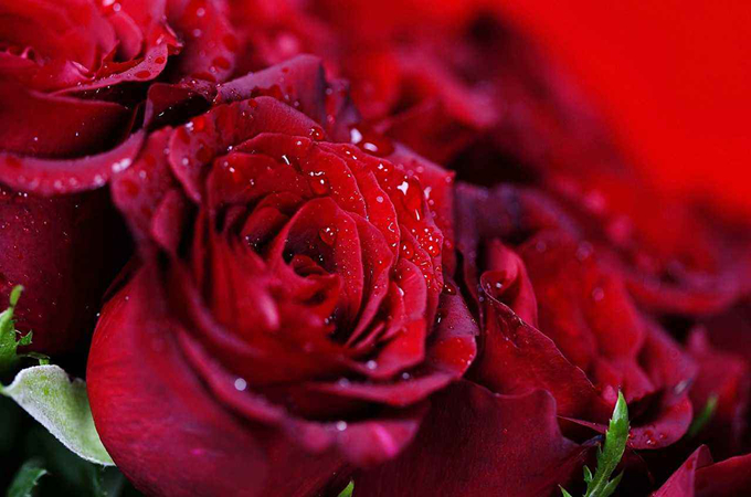 21朵玫瑰代表什麼意思?