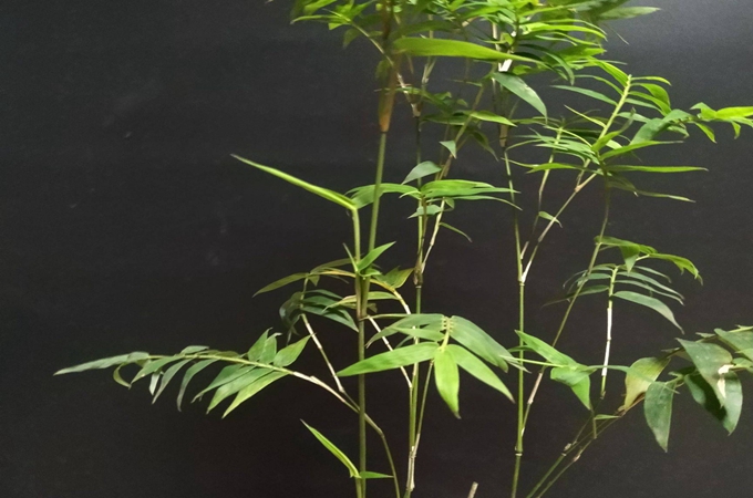 養殖米竹應該注意什麼？