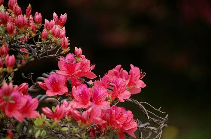 杜鵑花的花語和寓意