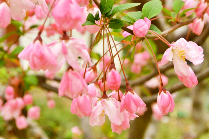垂絲海棠的花語:遊子思鄉