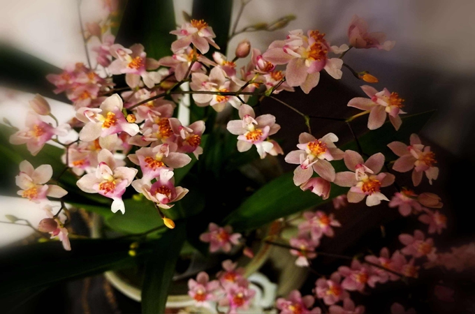 夢香蘭的花語、寓意和養殖方法