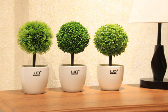 常見室內植物越冬細節——發財樹