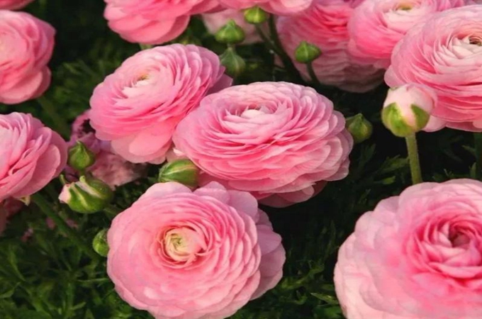 花毛茛是洋牡丹嗎,它的花語是什麼呢?