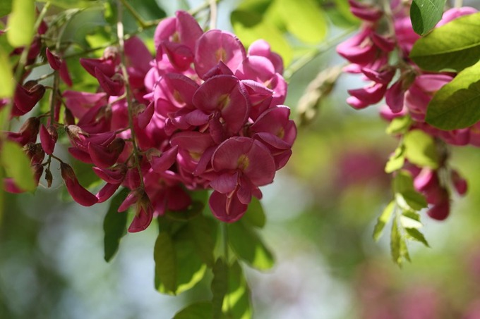 香花槐的栽培技術以及養護管理