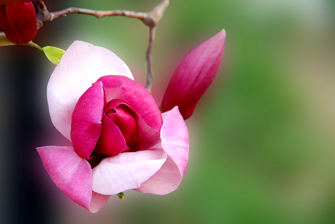 紫玉蘭的養殖方法以及花語：象徵芳香情思，俊郎儀態
