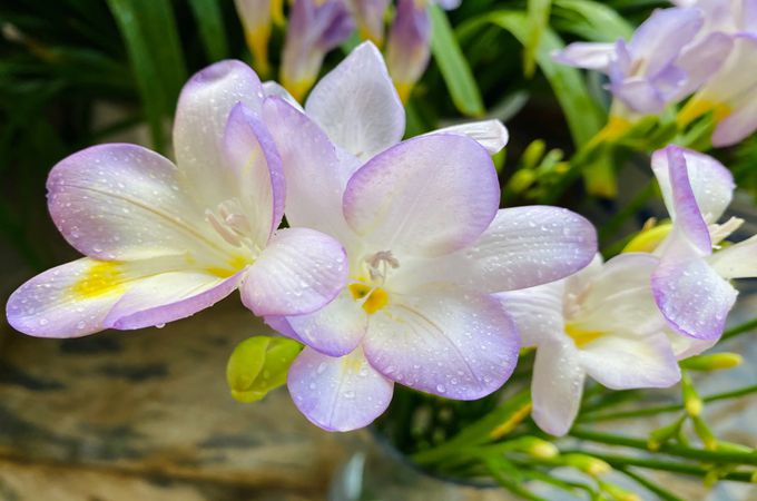 小蒼蘭的花語是什麼
