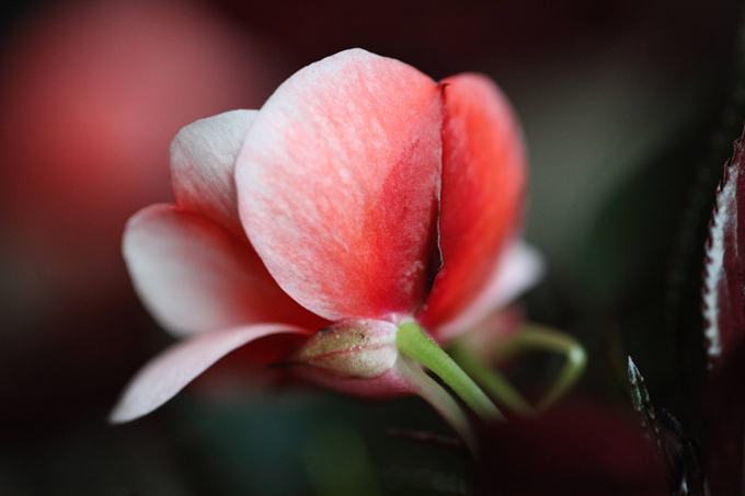 鳳仙花的主要價值以及花語：別碰我