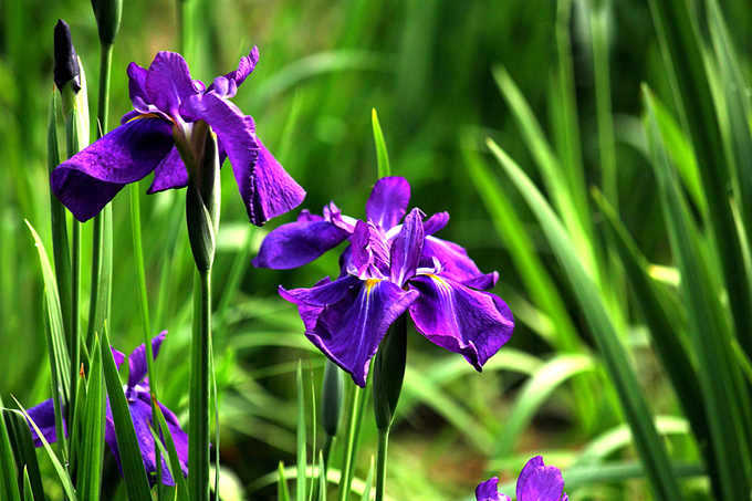 石菖蒲的養殖方法以及功效與作用