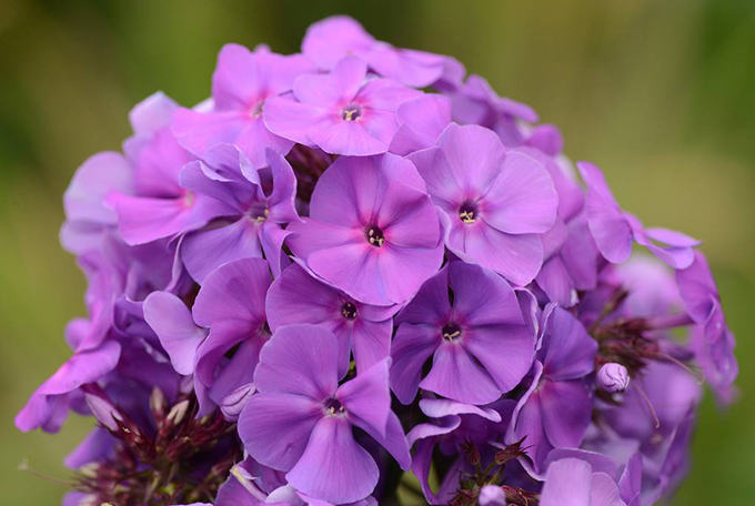 夾竹桃的花語：危險、危險的愛情