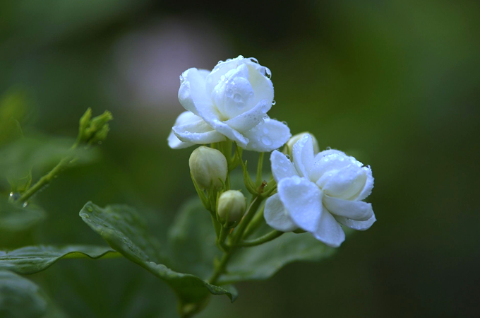 茉莉花的栽培技術以及怎樣使茉莉花多開花？