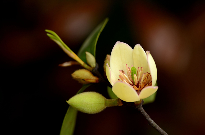 含笑花的養殖方法以及冬季養護