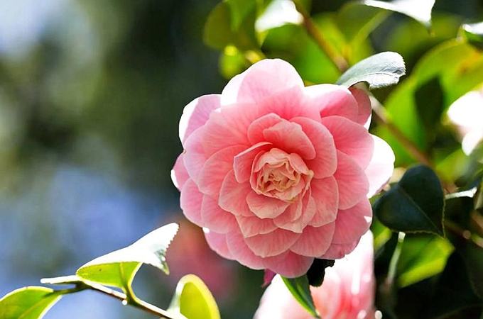 山茶花的花語是什麼？